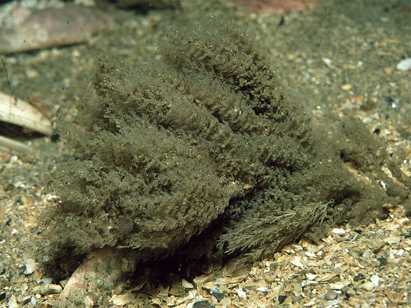 Vesicularia spinosa